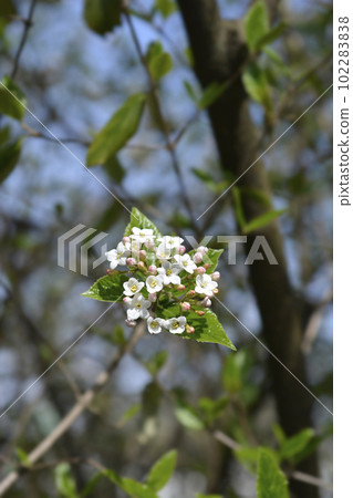 Korean spice viburnum Korean spice viburnum 102283838