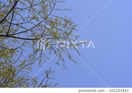 Dawn Redwood 102283842