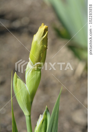 Standard Dwarf Bearded Iris Stinger Standard Dwarf Bearded Iris Stinger 102283858