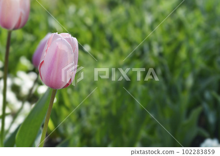Tulip Salmon Impresion Tulip Salmon Impresion 102283859