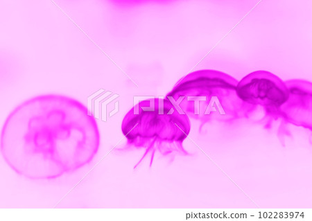 A swarm of moon jellyfish that emerges from the fluorescent pink illumination. Retouched and color adjusted for a fantastical atmosphere. A swarm of moon jellyfish that emerges from the fluorescent pink illumination. Retouched and color adjusted for a fantastical atmosphere. 102283974