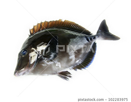 An illustration-style retouch cut-out white background image that emphasizes the slimy body image of Nizadai (Sannoji) An illustration-style retouch cut-out white background image that emphasizes the slimy body image of Nizadai (Sannoji) 102283975