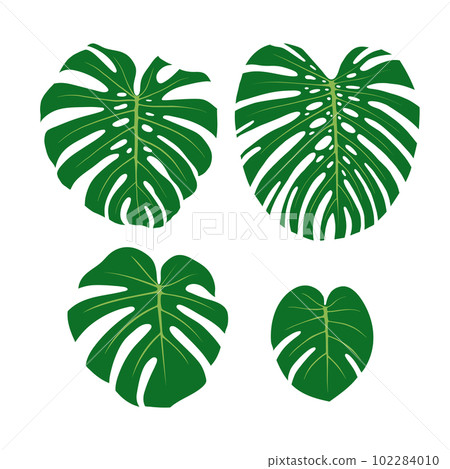 Monstera leaves set. Leaves from big to small. Flat vector illustration isolated on white. 102284010