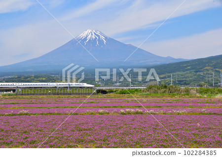 Spring, Mt. Fuji, Hanabatake, Shinkansen Spring, Mt. Fuji, Hanabatake, Shinkansen 102284385