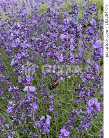 Lavender and bees Lavender and bees 102284473