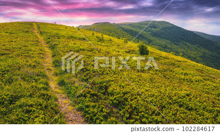 trail through grassy meadow. carpathian mountain landscape at sunset beneath a colorful sky trail through grassy meadow. carpathian mountain landscape at sunset beneath a colorful sky 102284617