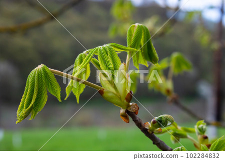 Spring chestnut branch with new leaves on blurred background close-up Spring chestnut branch with new leaves on blurred background close-up 102284832