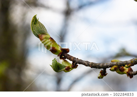 Spring chestnut branch with new leaves on blurred background close-up 102284833