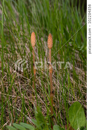 Selective focus. A spore-bearing shoot of the horsetail Equisetum arvense. Sporiferous spikelet of field horsetail in spring. Controversial cones of horsetail Selective focus. A spore-bearing shoot of the horsetail Equisetum arvense. Sporiferous spikelet of field horsetail in spring. Controversial cones of horsetail 102284856