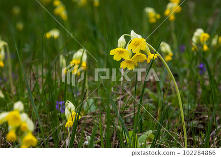 Yellow Primula veris cowslip, common cowslip, cowslip primrose on soft green background.Selective focus 102284866