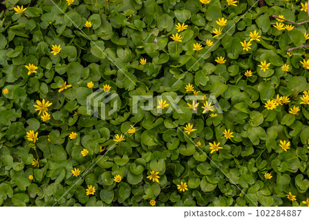 Ficaria verna, lesser celandine, pilewort or ranunculus ficaria yellow spring flowers close up. Spring background of flowers 102284887