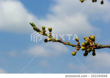 Floral background with white flowers and green leaves. Plum blossoms in the spring garden. Wild plums tree blossom blooming. Macro, close-up.Selective focus 102284888
