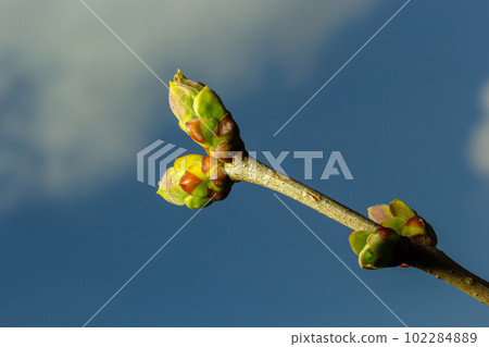 Big green buds branches. Young green leaves coming out from thick green buds. branches with new foliage illuminated by the day sun. Early spring day. Spring is comming Big green buds branches. Young green leaves coming out from thick green buds. branches with new foliage illuminated by the day sun. Early spring day. Spring is comming 102284889