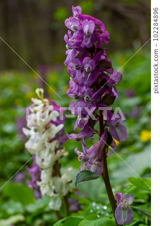 Corydalis. Corydalis solida. Violet flower forest blooming in spring. The first spring flower, purple. Wild corydalis in nature 102284896