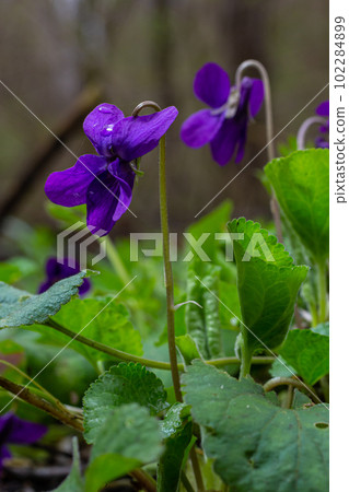 Viola odorata. Scent-scented. Violet flower forest blooming in spring. The first spring flower, purple. Wild violets in nature 102284899