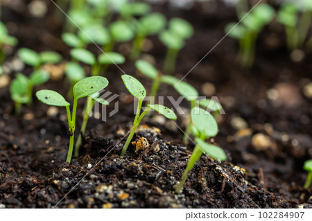 Top view of young plants seedlings in soil. Seedlings are prepared before planting in open ground. Young tender sprouts on a dark background Top view of young plants seedlings in soil. Seedlings are prepared before planting in open ground. Young tender sprouts on a dark background 102284907
