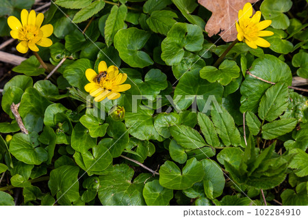 Ficaria verna, lesser celandine, pilewort or ranunculus ficaria yellow spring flowers close up. Spring background of flowers 102284910