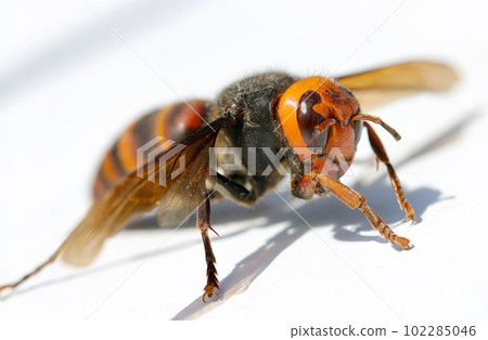 Close-up image of giant hornet (using a macro lens, outdoor close-up image while still on a white wooden garden table) 102285046