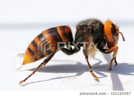 巨型大黃蜂側面的特寫圖像，它的毒刺伸出來（使用微距鏡頭，白色戶外背景圖像） 102285047