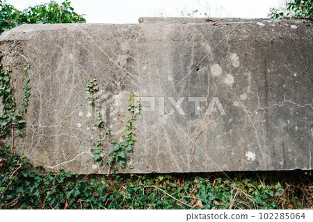 Hedera Green Trailing Ivy on cement background opposite weathered trailing ivy showing duality 102285064