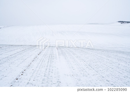 Sprouts of wheat under the snow in winter season. Growing grain crops in a cold season. Agriculture process with a crop cultures. 102285090