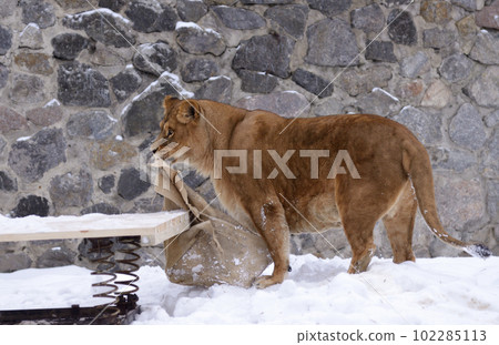 Lioness playing on snow in the outdoor municipal zoo aviary. Kyiv, Ukraine 102285113
