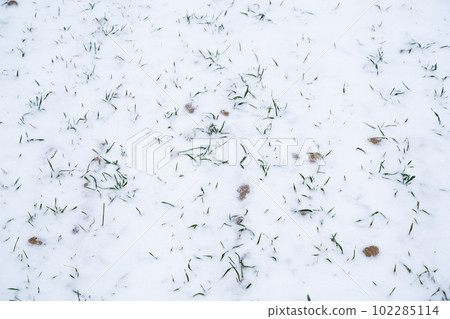 Wheat field covered with snow in winter season. Growing grain crops in a cold season. Agriculture process with a crop cultures. 102285114