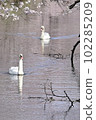 Two mute swans taking a leisurely stroll along a cherry blossom spring stream 102285209