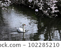 A mute swan taking a leisurely stroll along a cherry blossom spring stream 102285210