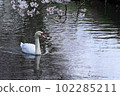 A mute swan taking a leisurely stroll along a cherry blossom spring stream 102285211