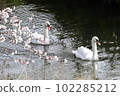 Two mute swans taking a leisurely stroll along a cherry blossom spring stream 102285212