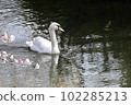 A mute swan taking a leisurely stroll along a cherry blossom spring stream 102285213