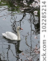 A mute swan taking a leisurely stroll along a cherry blossom spring stream 102285214