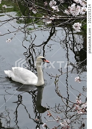 A mute swan taking a leisurely stroll along a cherry blossom spring stream A mute swan taking a leisurely stroll along a cherry blossom spring stream 102285214