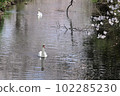 Two mute swans taking a leisurely stroll along a cherry blossom spring stream 102285230