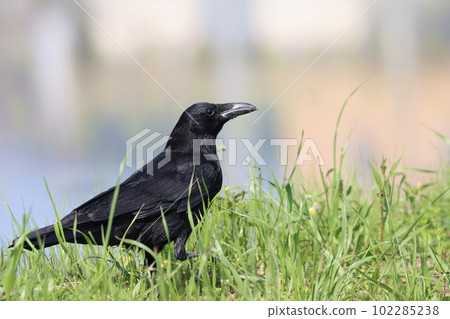 crow walking in the meadow crow walking in the meadow 102285238