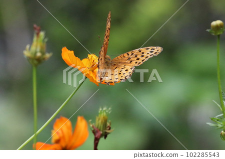 A leopard butterfly sucking nectar from a yellow cosmos flower (using a macro lens, outdoor close-up image) A leopard butterfly sucking nectar from a yellow cosmos flower (using a macro lens, outdoor close-up image) 102285543