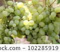 bunch of green grapes. Fresh Fruit Bunch Green Grapes on Shelf in Fresh Fruit market 102285919