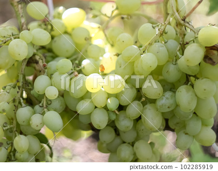 bunch of green grapes. Fresh Fruit Bunch Green Grapes on Shelf in Fresh Fruit market bunch of green grapes. Fresh Fruit Bunch Green Grapes on Shelf in Fresh Fruit market 102285919
