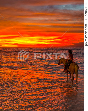 Horse riding during sunset in Gili Trawangan beach in Lombok, Indonesia Horse riding during sunset in Gili Trawangan beach in Lombok, Indonesia 102286060