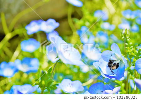 A black worker bee hanging upside down to collect nectar from a cluster of cute blue nemophila flowers 102286323