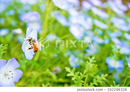 A yellow bee making a pollen ball on its leg in a cluster of blue nemophila flowers 102286326