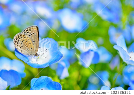 一隻名叫 Corbicula 的小蝴蝶棲息在盛開的藍色 nemophila 花園中的一朵花上 一隻名叫 Corbicula 的小蝴蝶棲息在盛開的藍色 nemophila 花園中的一朵花上 102286331