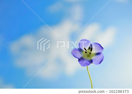 A beautiful blue nemophila flower with petals transparent in the sunlight against a blue sky, a spring image 102286373