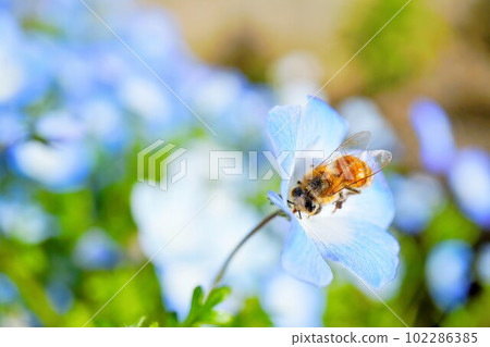 A yellow bee collecting pollen in a cluster of blue nemophila flowers 102286385