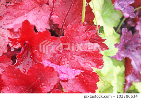 Heuchera 5 Heuchera 5 102286634
