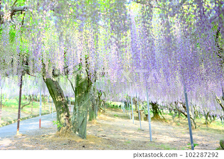 The wisteria trellis in full bloom at Senzai Farm, which emits a refreshing scent, in Usa City, Oita Prefecture 102287292
