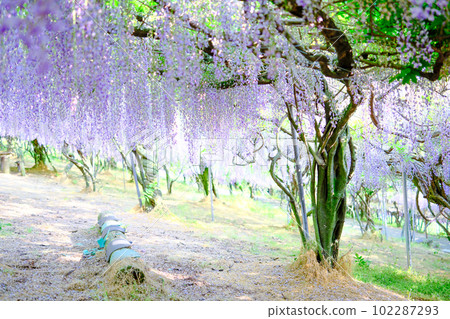 The wisteria trellis in full bloom at Senzai Farm, which emits a refreshing scent, in Usa City, Oita Prefecture 102287293