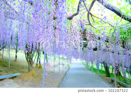 The wisteria trellis in full bloom at Senzai Farm, which emits a refreshing scent, in Usa City, Oita Prefecture The wisteria trellis in full bloom at Senzai Farm, which emits a refreshing scent, in Usa City, Oita Prefecture 102287322