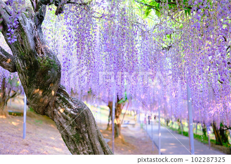 The wisteria trellis in full bloom at Senzai Farm, which emits a refreshing scent, in Usa City, Oita Prefecture 102287325